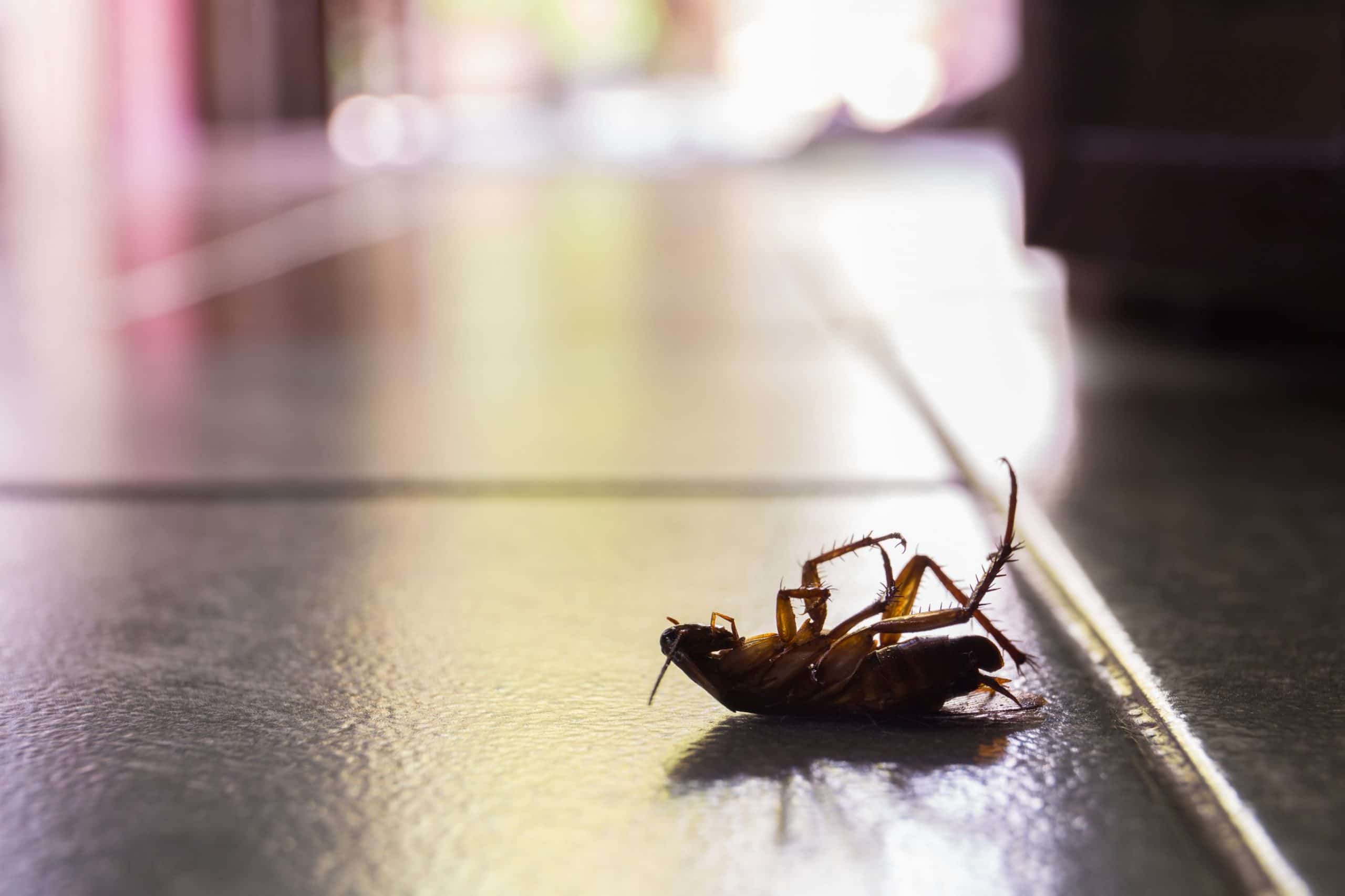 Best Pest Control in Brisbane